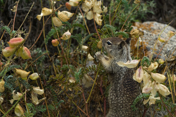 Squirrel eating