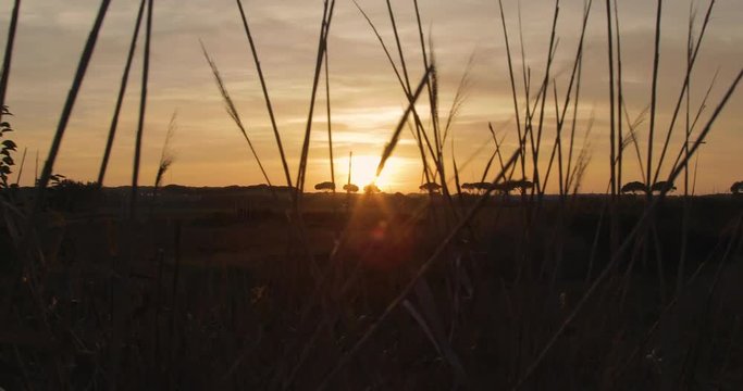 Tramonto rosso fuoco dietro delle siepi