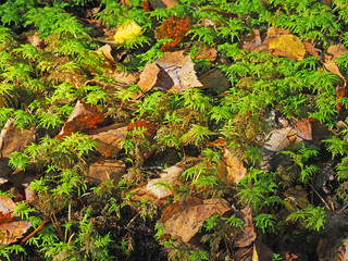 Natural autumn background. Green moss, fallen yellow and brown foliage. Hylocomium splendens