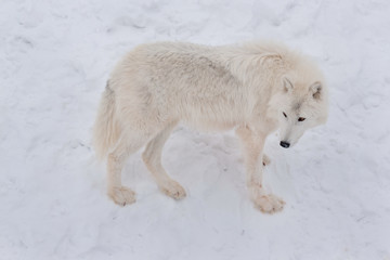 Wild alaskan tundra wolf is standing on a white snow. Canis lupus arctos. Polar wolf or white wolf.