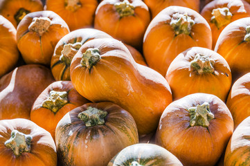 Kürbis, Honeynut, Butternut, Cucurbita Moschata, Speisekürbis, Butternusskürbis, Honiggeschmack, Süssspeise, Kürbisernte, Kürbisfest, Herbst, Herbstmarkt, Schweiz