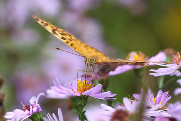 Butterfly mother of pearl, sitting on purple asters: front-bottom view