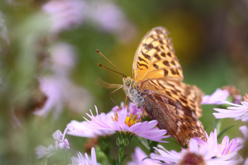 Fototapeta premium Colorful beautiful butterfly on purple flower prepared proboscis for nectar use ...