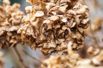 Withered hydrangea (hortensia) flowers