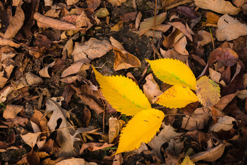 Yellow leaves on ground.