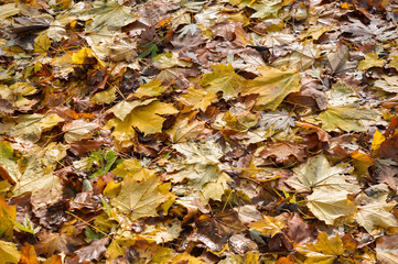 yellow leaves