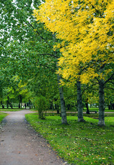 Naklejka premium Birch Trees alley in the park with yellow and red autumn leaves