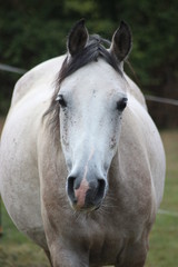 Tête cheval arabe gris