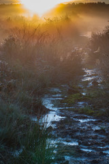 Naklejka premium Blakemere Moss Delemere Forest Sunrise amongst the Moss
