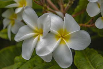 Plumeria