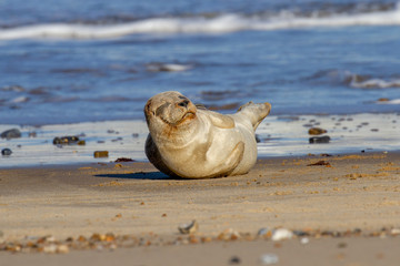 Seal pup on the beach as part of the seal colony at Horsey, Norfolk