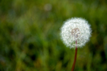 dandelion on background of green grass