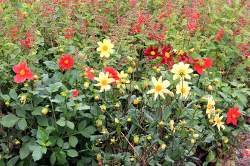 autumn riot of flowers