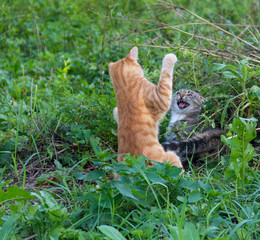 red and gray cats play, frolic and fight in the outdoors