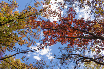 Autumn branches under blue sky.