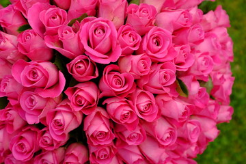 Background image of bouquet of pink roses