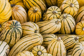 Kürbis, Delicata, Cucurbita Pepo, Speisekürbis, Spaghettikürbis, Gartenkürbis, Kürbisernte,...
