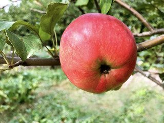 An apple on a tree branch in the garden.