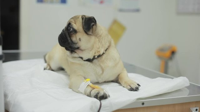 A sick pug dog in a veterinary clinic with a catheter in the paw