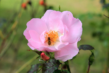 Obraz premium dog rose