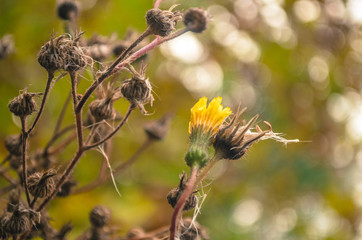 hunting, rifle, shotgun, nature, hunter, hunt, background, gun, male, wild, sport, weapon, forest, camouflage, wildlife, people, equipment, man, outdoor, activity, firearm, ammunition, recreation, loo