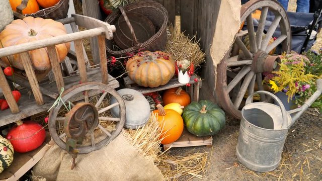 Germany. Lich Hesse. Pumkin Vestival. Pumpkin on the background of old rustical equipment