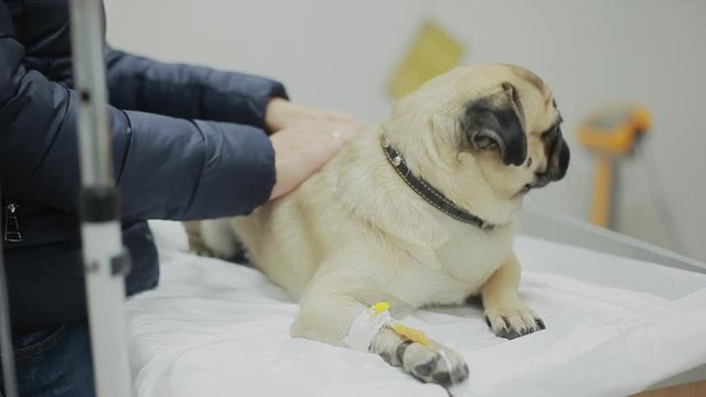 A sick pug dog in a veterinary clinic with a catheter in the paw. Close-up