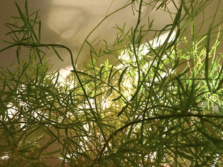 Background - of light, shade and green houseplant.