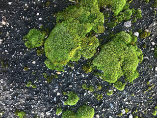 Background - green moss on asphalt.