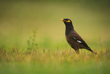 Common Myna - Acridotheres tristis, common perching bird from Asian gardens and woodlands, Thailand.