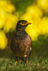 Common Myna - Acridotheres tristis, common perching bird from Asian gardens and woodlands, Thailand.