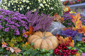 Autumn composition with pumpkins, asters, berries and maple leaves.