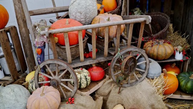 Germany. Lich Hesse. Pumkin Vestival. Pumpkin on the background of old rustical equipment