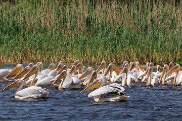 white pelicans in Danube Delta, Romania