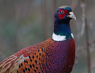 Pheasant