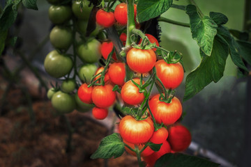 Cherry tomatoes in a garden