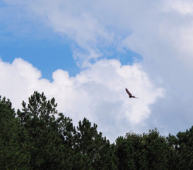 Flying high