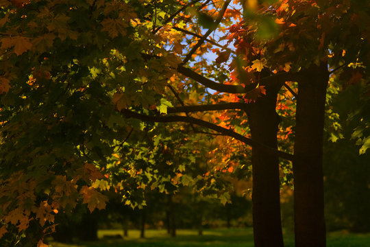 Autumn maples in the Park and blue sky: beautiful trees with yellow, orange, red and green leaves &ndash; landscape photo without people