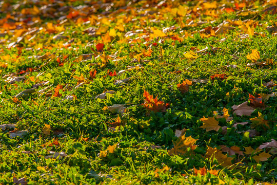 Beautiful fallen maple leaves on green grass on a low hill &ndash; late summer &ndash; early autumn, evening background photo before sunset