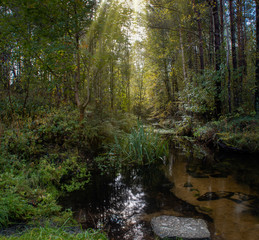 forest stream in early autumn