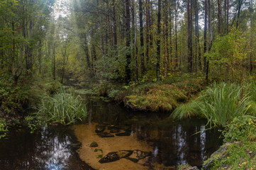 forest stream in early autumn