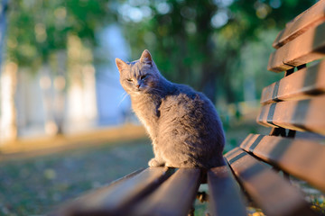 Fototapeta premium Grey cat sitting on a wooden bench