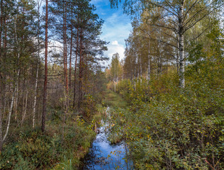 forest stream in early autumn