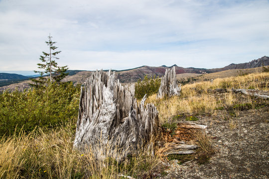 Stumps of trees shattered in the 1980 eruption surrounded by wildflowers.