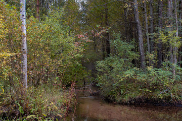 forest stream in early autumn