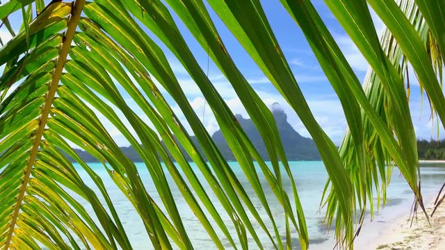 Loop of Watching exotic Bora bora island resort under the palm tree