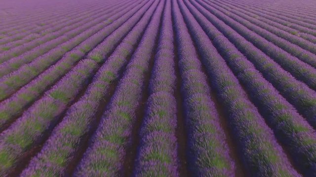 Loop of AERIAL CLOSE UP: Flying above rows of purple lavender field
