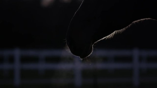Loop of CLOSE UP: Beautiful dark bay horse blowing out air from nostrils