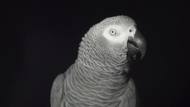 Loop of grey parrot