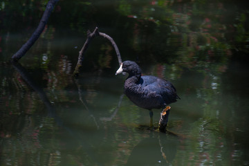 American Coot
